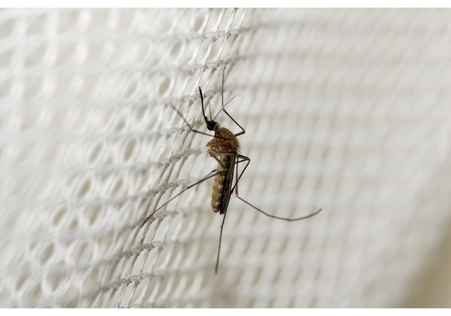 Czy moskitiery skutecznie chronią wnętrza przed insektami?