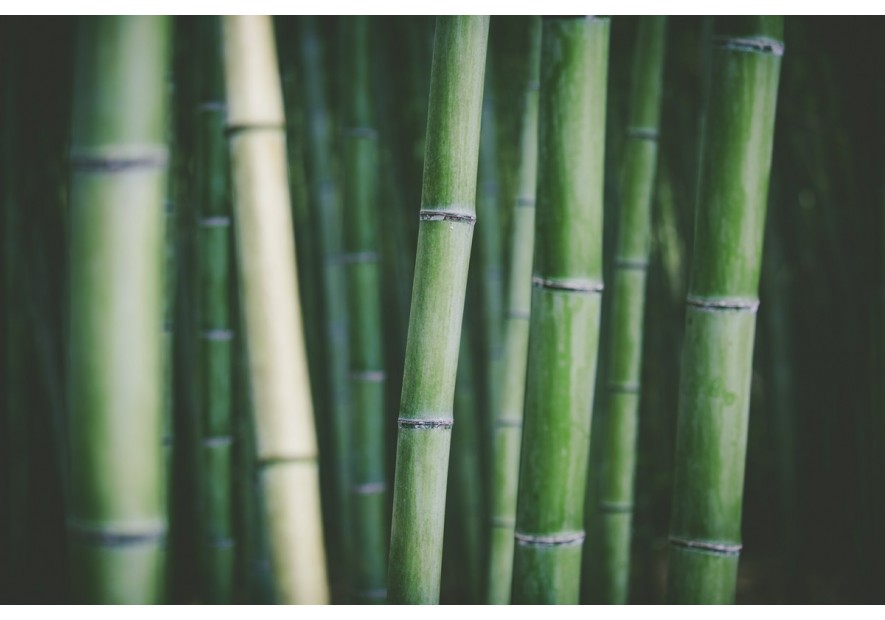 Wykorzystanie bambusa przy produkcji żaluzji